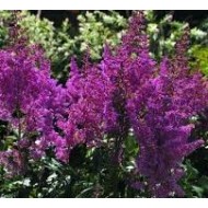Астильба Astilbe Black Pearls